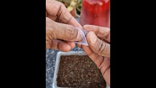 Verbena Seed Germination How To Grow Verbena From Seedviralvideo [upl. by Ahsille886]