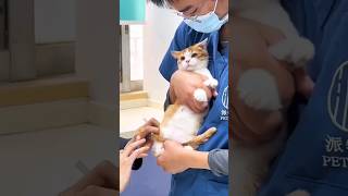 cute cat Injection shorts viralvideo [upl. by Yeltrab75]