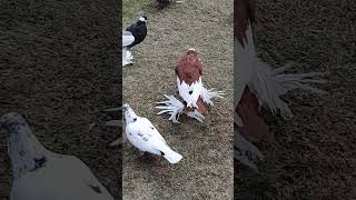 Red magpie pouter pigeon Male  nice beauty of this pigeon danyorepigeonsloftdpl fancypigeon like [upl. by Nata]