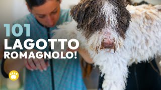 Lagotto Romagnolo 101 [upl. by Nalyad]