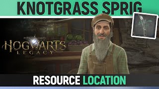 Hogwarts Legacy  Knotgrass Sprig Location  How to get [upl. by Bugbee]