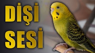 Muhabbet Kuşu Sesi Dişi muhabbet kuşu sesleri [upl. by Aslehc]