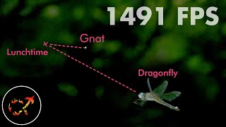 Dragonflies hunt by predicting the future [upl. by Ayifa]