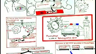 Macrophage and its role in immunity [upl. by Vange]