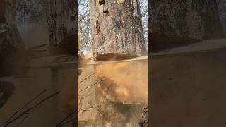 How to Practice your Felling Notches Ported 500i chainsawman stihl nature wood outdoors fun [upl. by Hurwitz]