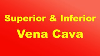 Superior and Inferior Vena Cava I Blood Flow [upl. by Haisa]