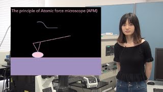 In vivo dynamics of the cortical actin network revealed by fastscanning atomic force microscopy [upl. by Nehtiek983]