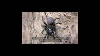 Sydney Funnel Web Spider [upl. by Rufe]