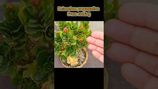 Kalanchoe propagation from cutting Winter flowering plant Kalanchoe gardening 2024 ytshorts [upl. by Nelleh508]