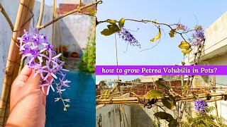 5 Tips to Grow Sandpaper Vine in Pots Successfully Petrea Volubilis [upl. by Leicam]