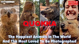 Quokka is the happiest animal in the world amp the most loved to be photographed without photoshop [upl. by Yaron]