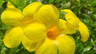 കോളാമ്പി പൂവ് Allamanda flowerApocynaceae Golden trumpet Yellow bell kerala flowers beauty [upl. by Urania136]