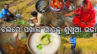 ବିଲରେ ପଖାଳ ଭାତକୁ ଶୁଖୁଆ ଭଜା 😋 l Pakhala amp Sukhua Bhaja l Gouranga Nayak Odia Vlogs [upl. by Garneau250]