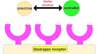 Phytochemicals and health  Genistein [upl. by Wehhtam]