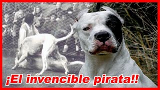 existen varios TIPOS DE DOGO ARGENTINO Dogo argentino PIRATA [upl. by Ennaillij]