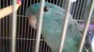 LINEOLATED PARAKEET quotFUKUquot singing [upl. by Hannah]