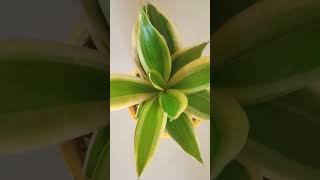 SNAKE PLANT GOLDEN HAHNII houseplants ytshorts [upl. by Sara-Ann337]