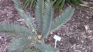 Encephalartos nubimontanus Cycad [upl. by Aedni389]