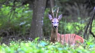 szczekający koziołek  sarna  roedeer  capreolus capreolus [upl. by Chuu498]