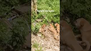 jungle me ladai nature hillstation travel [upl. by Relyks166]