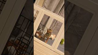 Bambi Tripping 🐶 dog mustwatch [upl. by Ammeg]