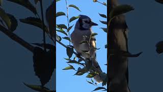 Blue jay makes another conquest short bluejay birdwatching [upl. by Russi]