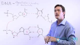 The 4 Nucleotide Bases Guanine Cytosine Adenine and Thymine  What Are Purines and Pyrimidines [upl. by Ayotaj]