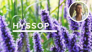 Hyssop  The Oil of Clearing [upl. by Acinonrev863]