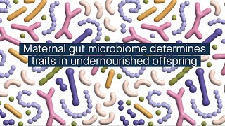 Intergenerational effects on microbiotamediated traits during undernutrition [upl. by Fernando]