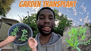 Garden Transplanting Seedlings That Works Sweet Corn Cucumber Sorrel Taro Pigeon Peas [upl. by Yesteb47]