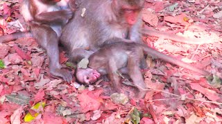 OH God Help Poor Baby Monkey Cry Tantrum To Request Milk But Mom Not Allowed [upl. by Prober]