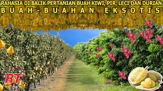 DARI KIWI SELANDIA BARU HINGGA DURIAN ASIA BEGINI TEKNOLOGI PERTANIAN CANGGIH BIKIN MELONGO [upl. by Attem]