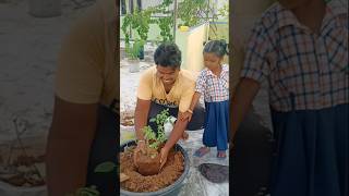 Planting rose 🌹 plant at my garden 🏡organicfarming organic flowers [upl. by Geralda]