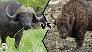 CAPE BUFFALO VS AMERICAN BISON  Which is more powerful [upl. by Alyehc]