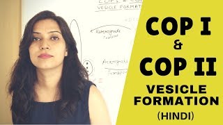 COP I and COP II Vesicle Formation [upl. by Goddard]