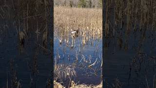 A first SNOW GOOSE retrieve for the MAN duckdog gooddog gundog [upl. by Eissen827]