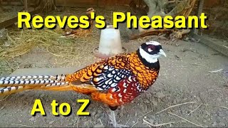 A to Z The Reevess pheasant [upl. by Keynes]