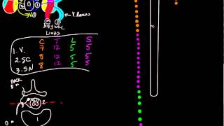 Neurological levels schematic [upl. by Fiora]