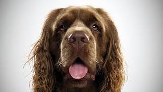 Sussex Spaniel  Razas de Perro  Dog Breed [upl. by Osterhus]