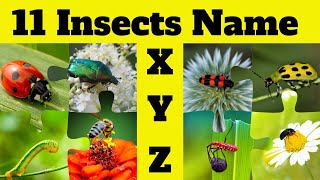 Insects and Bugs Vocabulary 🐜🐝 11 Insect Names Start with Letter X Y amp Z  Education with Insects [upl. by Yeclehc]