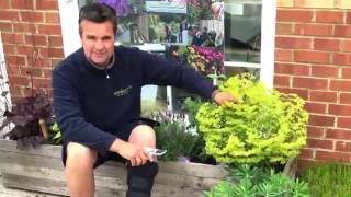 Antonys Gardening Tips  Euphorbia [upl. by Dric]