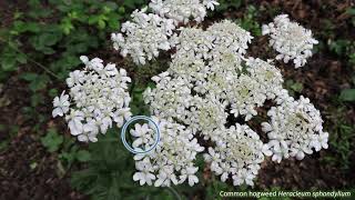 Fiveminute families  Apiaceae [upl. by Buzzell]