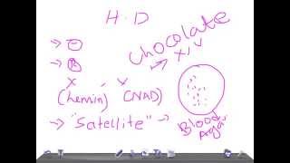 Medical Video Lecture Haemophilus ducreyi Microbiology [upl. by Laverne305]