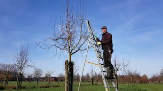 Fruitbomen voor iedereen  1 Wintersnoei van een jonge hoogstamboom [upl. by Ful]