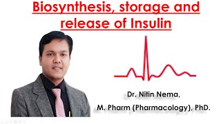 Biosynthesis storage and release of insulin by Dr Nitin Nema [upl. by Timothee114]