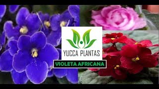 VIOLETA AFRICANA [upl. by Lister]