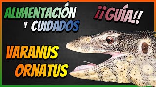 Guía VARANO ORNATUS 🦎 Varanus Ornatus ► Alimentación y Cuidados 🦎 🦎 🦎 [upl. by Asyram]