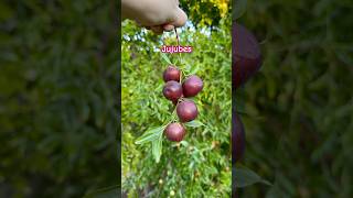 Jujubes Have you ever tried this fruit jujube pickingfruit [upl. by Durno873]