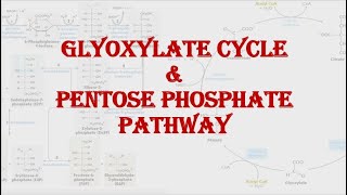 Glyoxylate cycle amp Pentose phosphate pathway Shunt  HPU BSc 2nd year [upl. by Kcirdneh988]