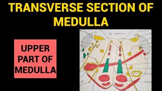 Transverse Section of Medulla  3  TS through Upper Part of Medulla at level of 4th Ventricle [upl. by Aratahs]